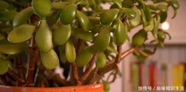 将玉树养成树状的盆景树，没想要还能开满一树白色的小花！