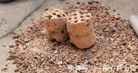 君子兰总黄叶怎么办，1种垃圾垫盆底，叶片油绿再也不黄叶