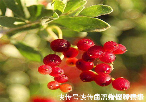 鲍鱼|聪明人最爱吃4种食物,排毒养颜、排毒素清,有益健康