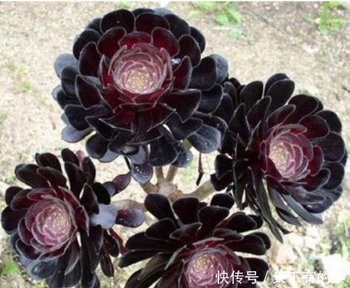 20款高贵梦幻紫色多肉,养一盆“紫气东来”,总有一款是你喜欢的