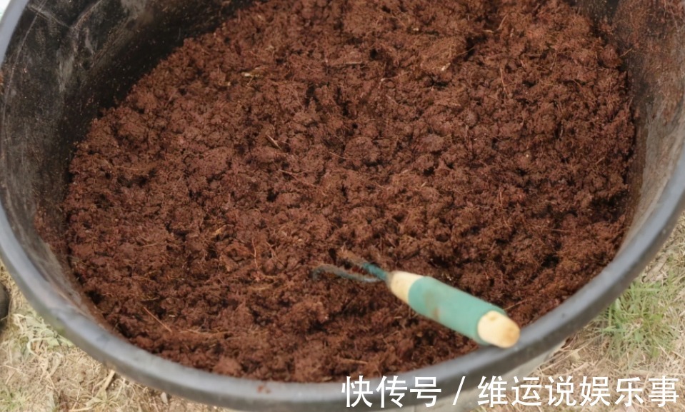 家庭养花,从哪些方面下手休整植物根部效果好?