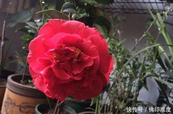 比香水还香的茶花珍品,花色艳,巨型花,长势旺,被誉为茶花之王