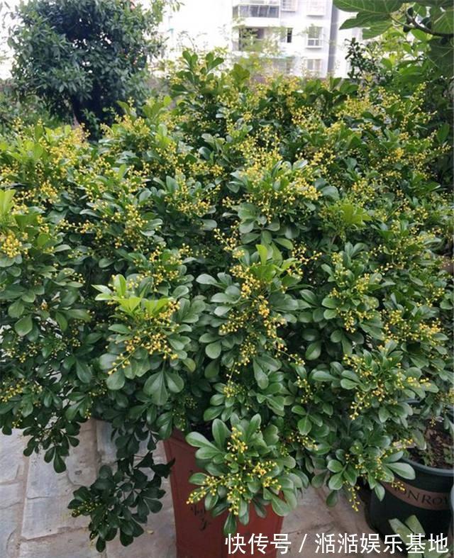 光照|家养米兰花总是长不好，教你4招，开成“爆米花”，比香水味还浓