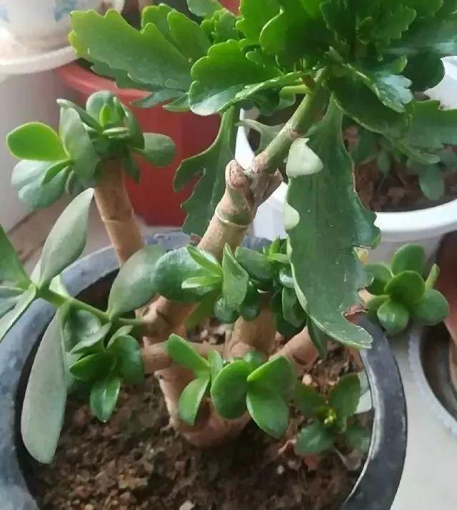 花色|长寿花开败后，找对“位置”猛剪一刀，第二次开花更旺盛！