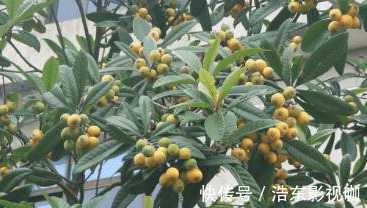 夜盲|农村人都在吃的野菜 可治疗老人痴呆症 目赤 夜盲