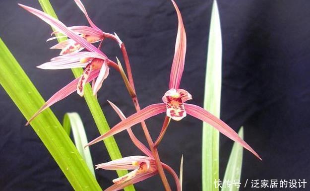 最佳|新手养兰花,有6大禁忌,很多人都忽视了