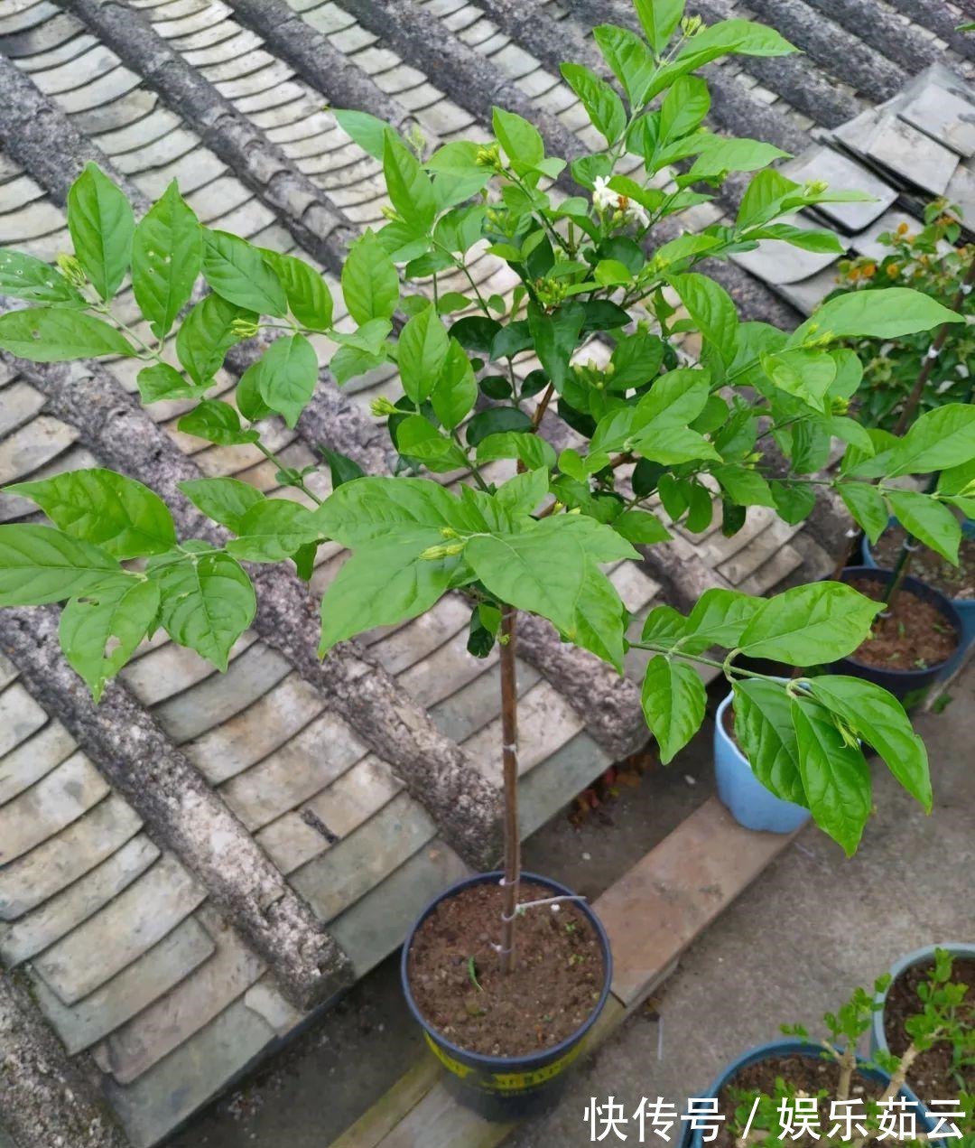 拉枝|茉莉狠心剪几刀,呼呼窜成3层塔,开花满树香味足