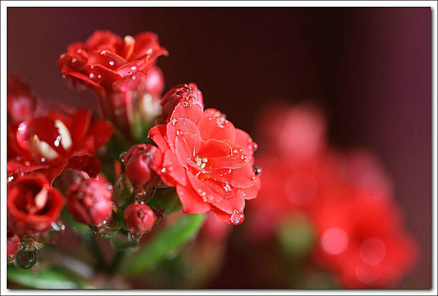 花苞|长寿花徒长不开花剪1剪再戴个“帽子”,呼呼冒花苞