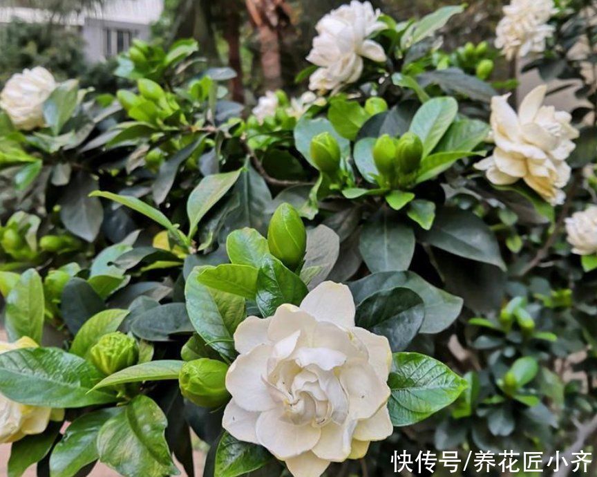 营养土|10个人养栀子花,9个人养不好,那是因为没有掌握真正的“技巧”