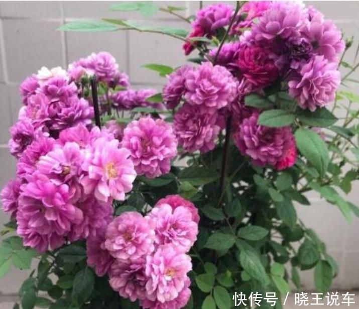 4种花，是花卉中的“劳模”，花姿妖娆，四季繁花似锦，美