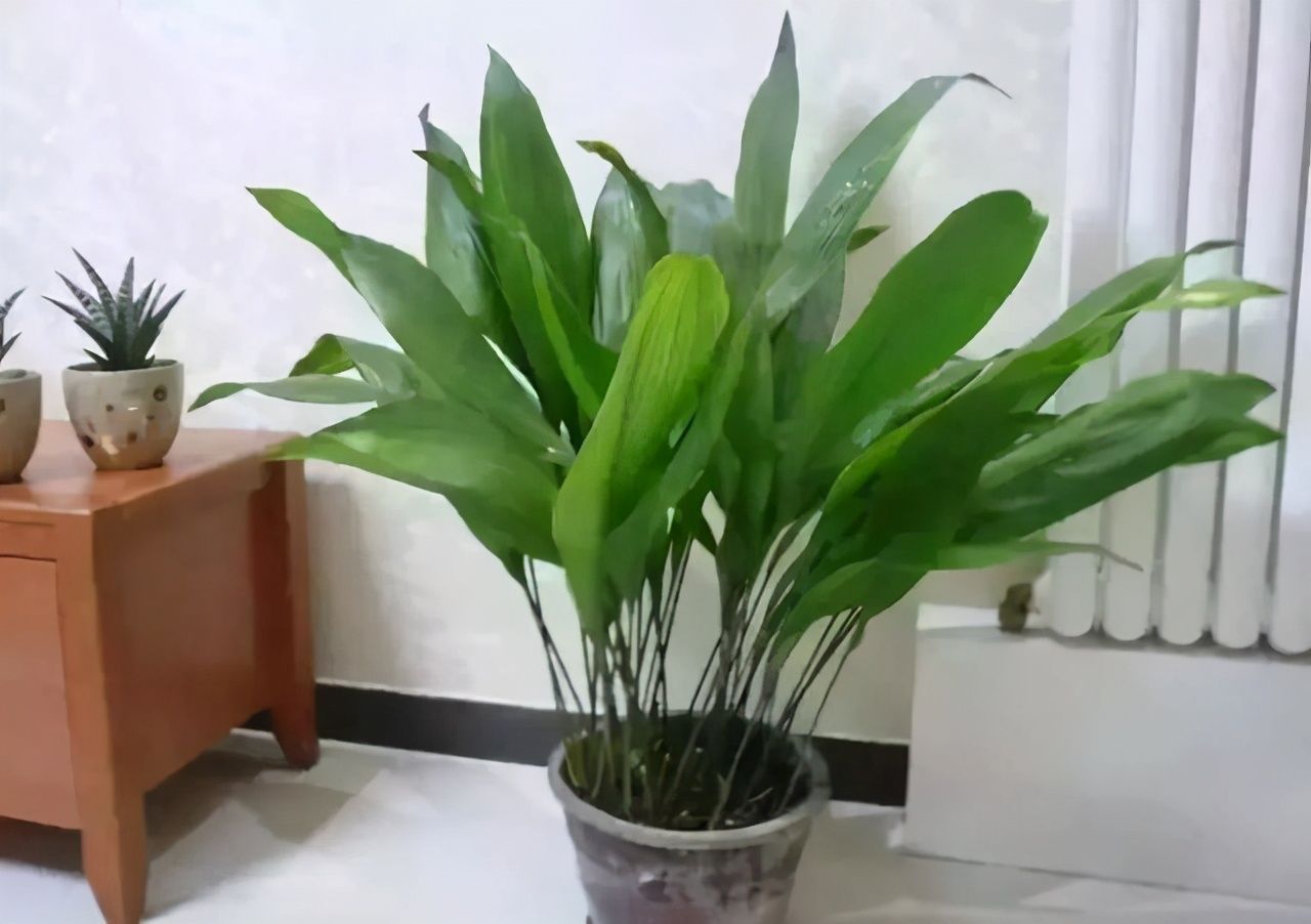 给家里选择“5种”耐荫花,养10年都翠绿、茂密,太省心了