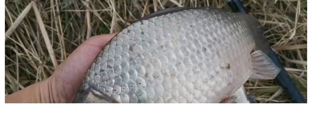 鲫鱼们|立秋后钓鲫鱼，这4点要调整，渔获满满并不难