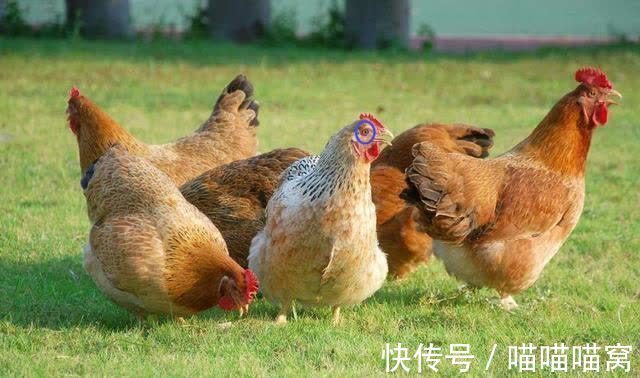 大楚兴#为啥说:鸡睛不可交,犬眼休为伴?鸡睛犬眼长啥样?古人的识人术