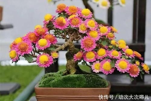 家里有这10种花,多修剪少浇水,能养成高价盆景