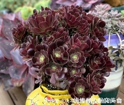 10款紫色系多肉，高贵梦幻，养一盆“紫气东来”，总有你喜欢的！