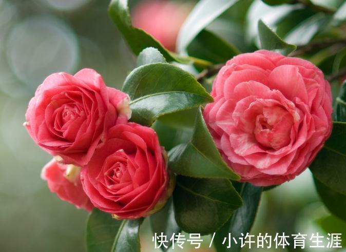 茶花秋季这样养,叶子油绿长得旺,花苞多的放不下