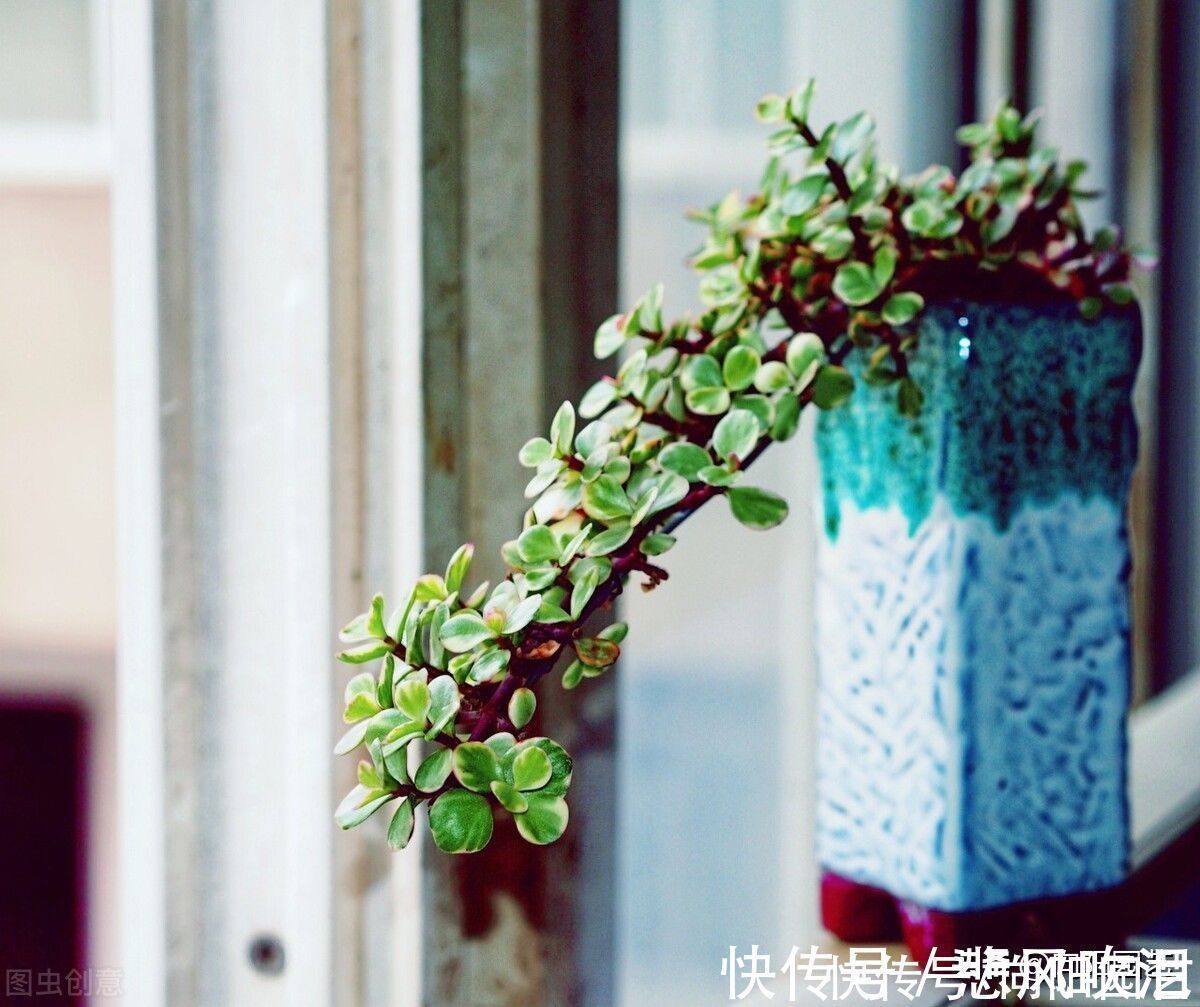 金枝玉叶买回家,叶子哗哗掉,问题出在环境,学会缓盆是关键