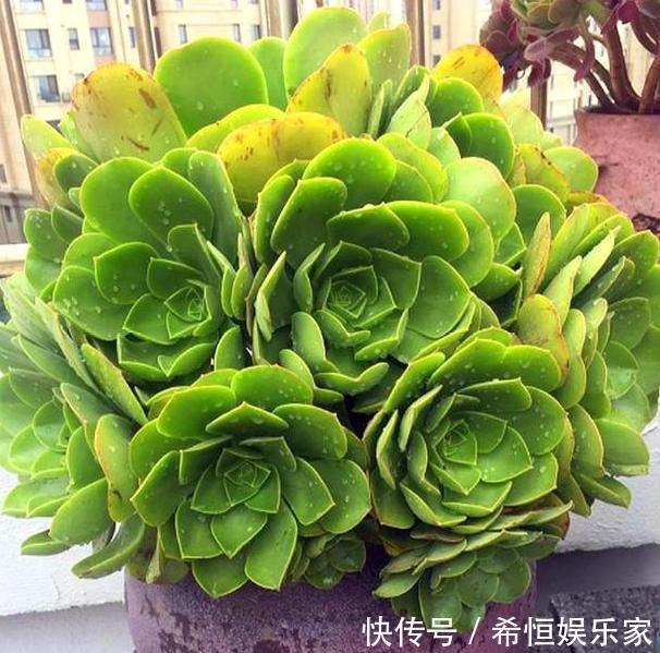 叶片|想要多肉老桩盆栽,养黑法师不如栽它,注意4点堪称天然净化器