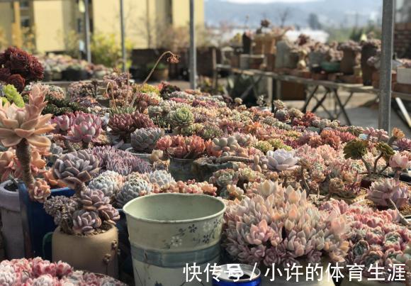 没有露台,不要养景天多肉,指定养不好,要么徒长要么化水