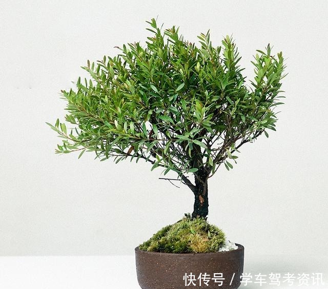 7种花，就得小盆养，盆越小水越少，长得更快！