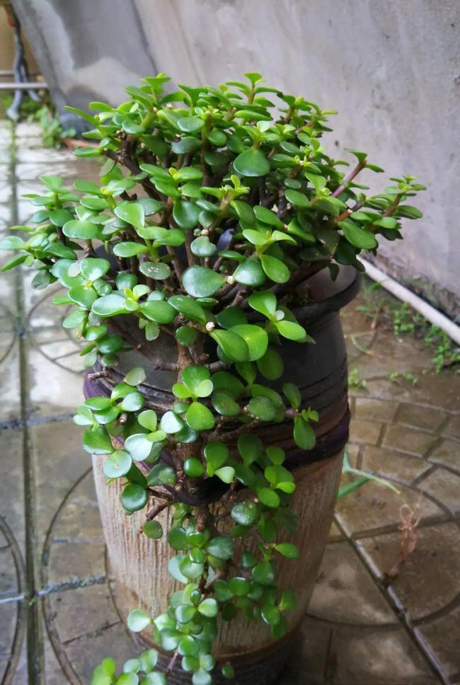 公认好养的“五种花”,漂亮又大气,还能养成老桩,越养越有价值