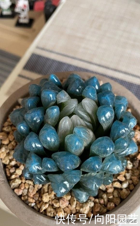 3大类多肉不好养，一定要分清楚，不要去买它们，徒有其表