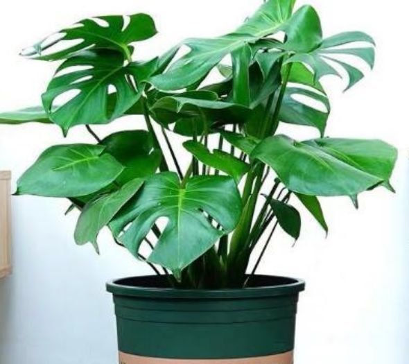 4种花一定要养,长势喜人,旺宅旺事业,打理简单,寓意好