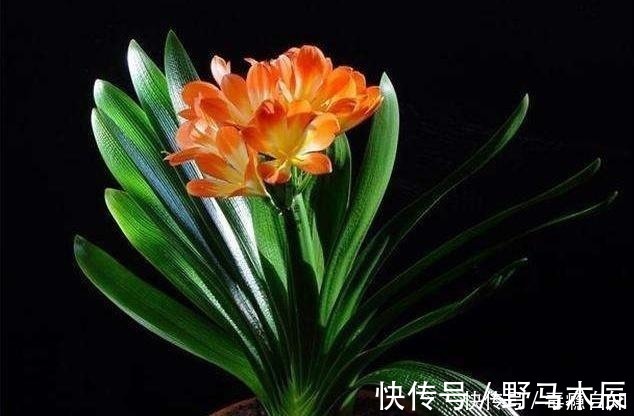 叶片|君子兰养了好几年,就是不开花,用了这个小技巧,一下开了几十朵!
