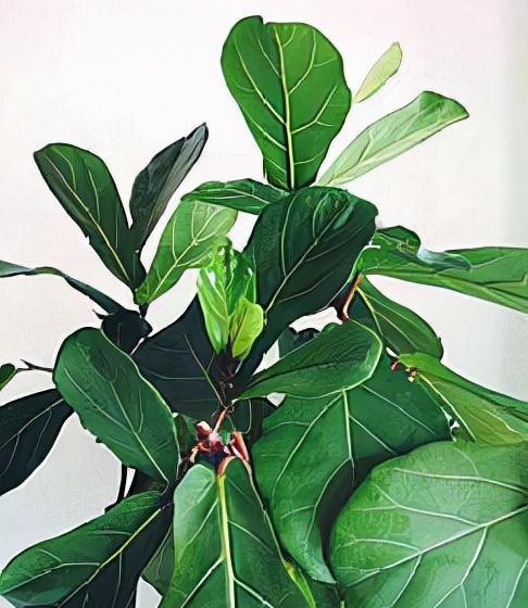 3种花,疯长起来就刹不住车,还贼好看,邻居抢着上门要