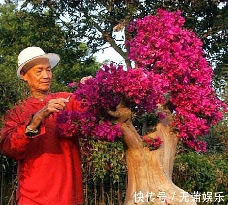 夏天养三角梅,花前、花后浇水很关键,做对了,才能花开满树