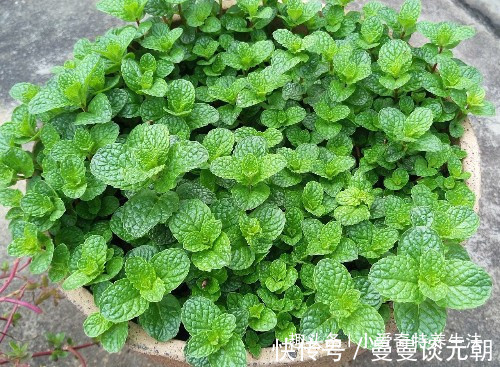 野草|晚上睡觉经常失眠怎么办摘几片路边的这种野草，能提高睡眠治疗