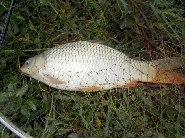 秋末钓鲤鱼,想要鱼儿来报道,这5点很重要