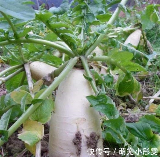 吃了半辈子萝卜，这个做法还是第一次做，味道鲜美，暖心又暖胃