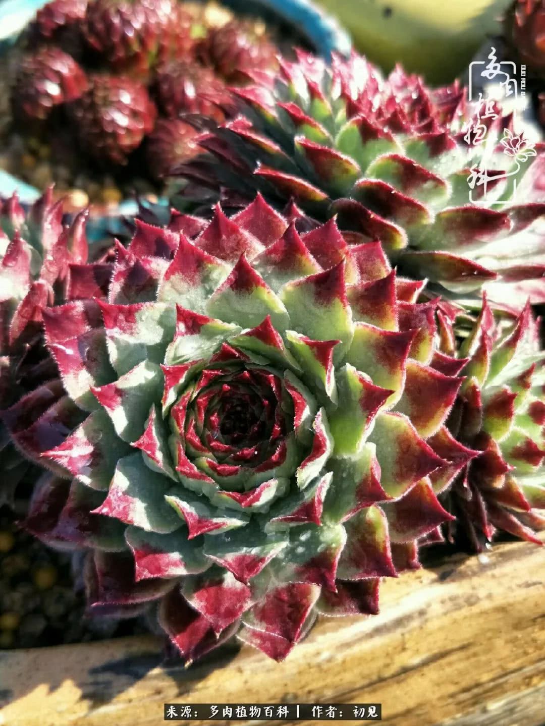 养多肉四周年，从初见到爱恋！幸福一直藏在浅薄的日子里！