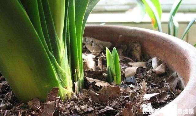 茶叶渣直接倒了真可惜,不如这样处理,当成养花肥促进开花