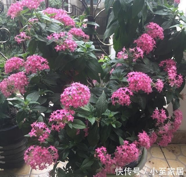  开花|室内养花选“繁星花”吧，好养易打理，叶色终年常绿，四季有花赏