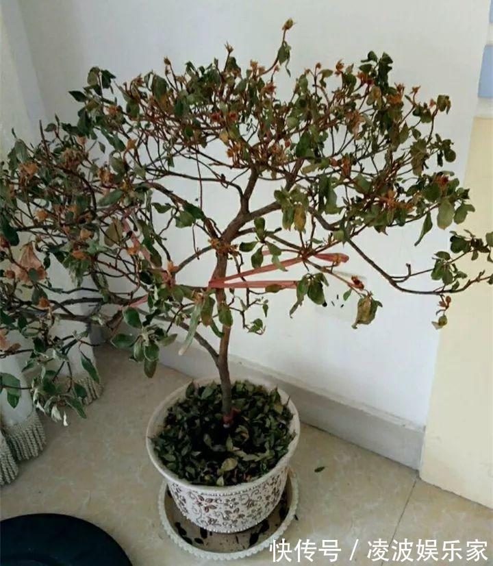 养花|新手养花不用愁,给你支3招,烂根也能救过来!