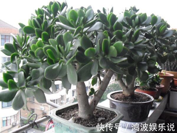 教你1招,让“长寿花”秒变老桩,开花越来越多,养好能做盆景