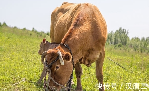 心想事成|9月后属牛、属虎、属羊顺势提点，上天眷顾，鸿运加身，心想事成