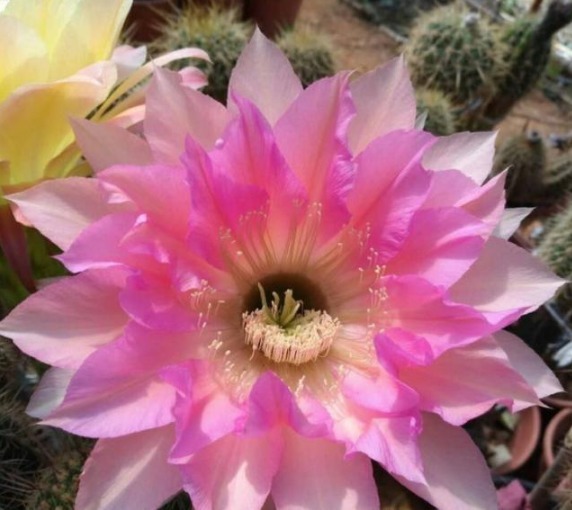 养花就养这几款，比牡丹美，比绿萝好养，开花一茬接一茬！