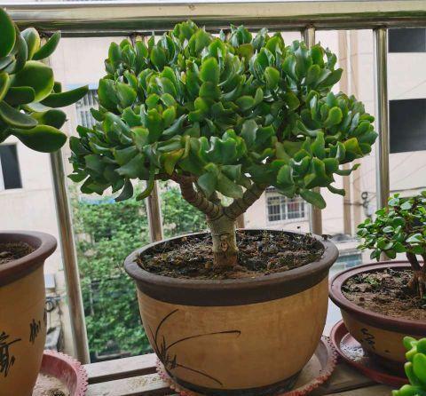 枝条|一年四季这么养玉树，枝叶庞大碧绿，寿命长，变成老桩更漂亮