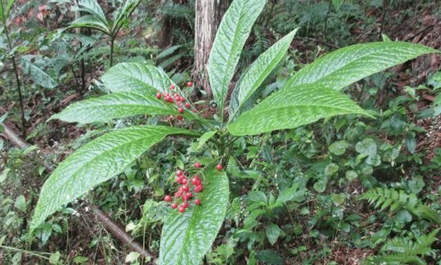 遇見|山里一種“大葉草”,若遇見,請別破壞,目前35元一斤