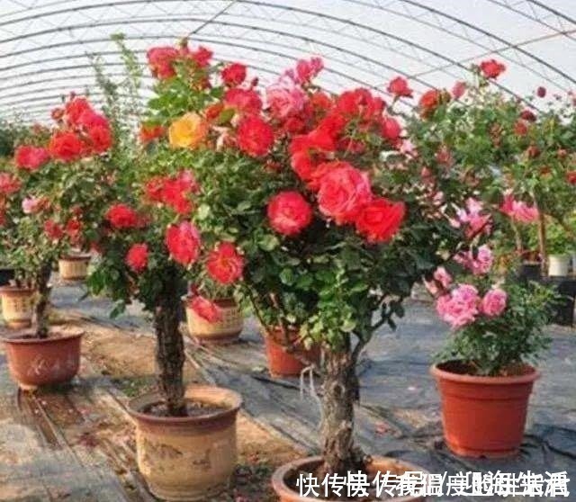 它被誉为“花中皇后”,一年开花200天,花香浓郁,不种太可惜!