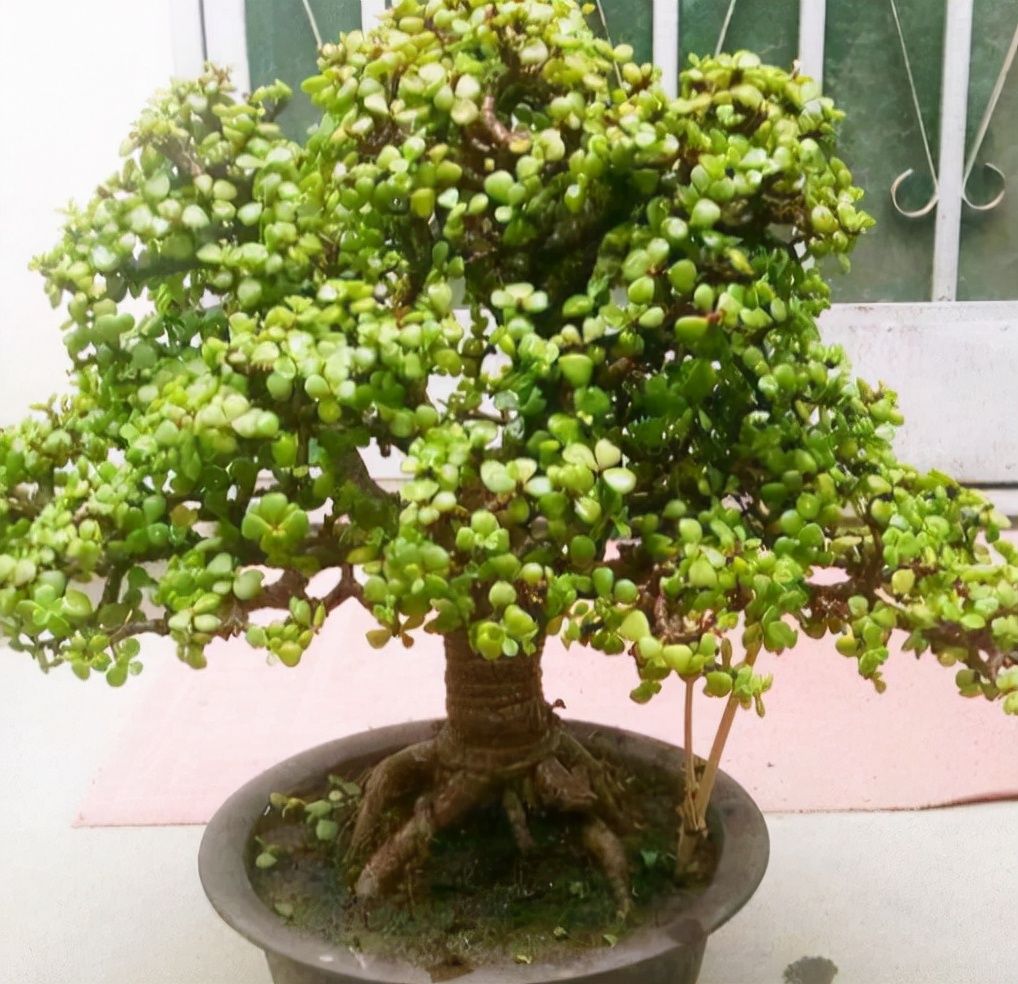 养金枝玉叶，冬天做好1个“保证”，记住“3合理”，长得也很快