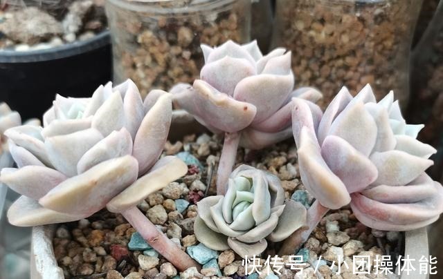 曾经贵到令人咋舌,且株型似玫瑰的可爱玫瑰多肉你现在还在养吗!