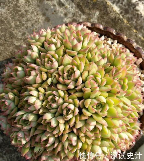 多肉|此款易爆盆多肉，长出状态美得不像话，适合新手！