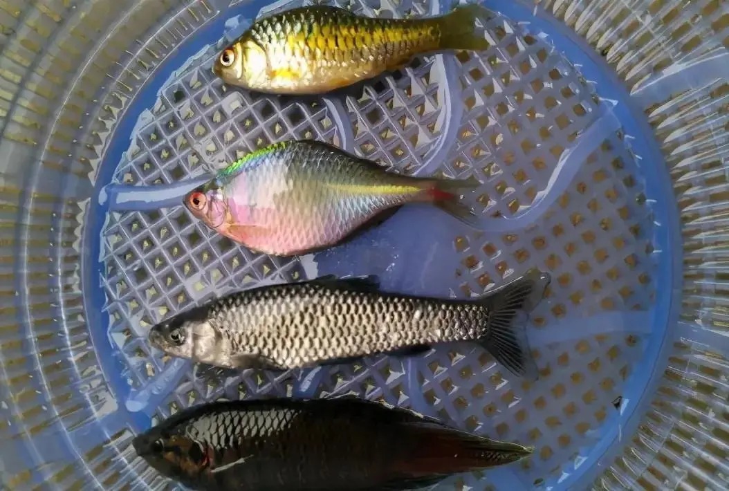 个体|形似“屎光皮”、大如小鳊鱼,大鳍鱊不但好吃还很好钓