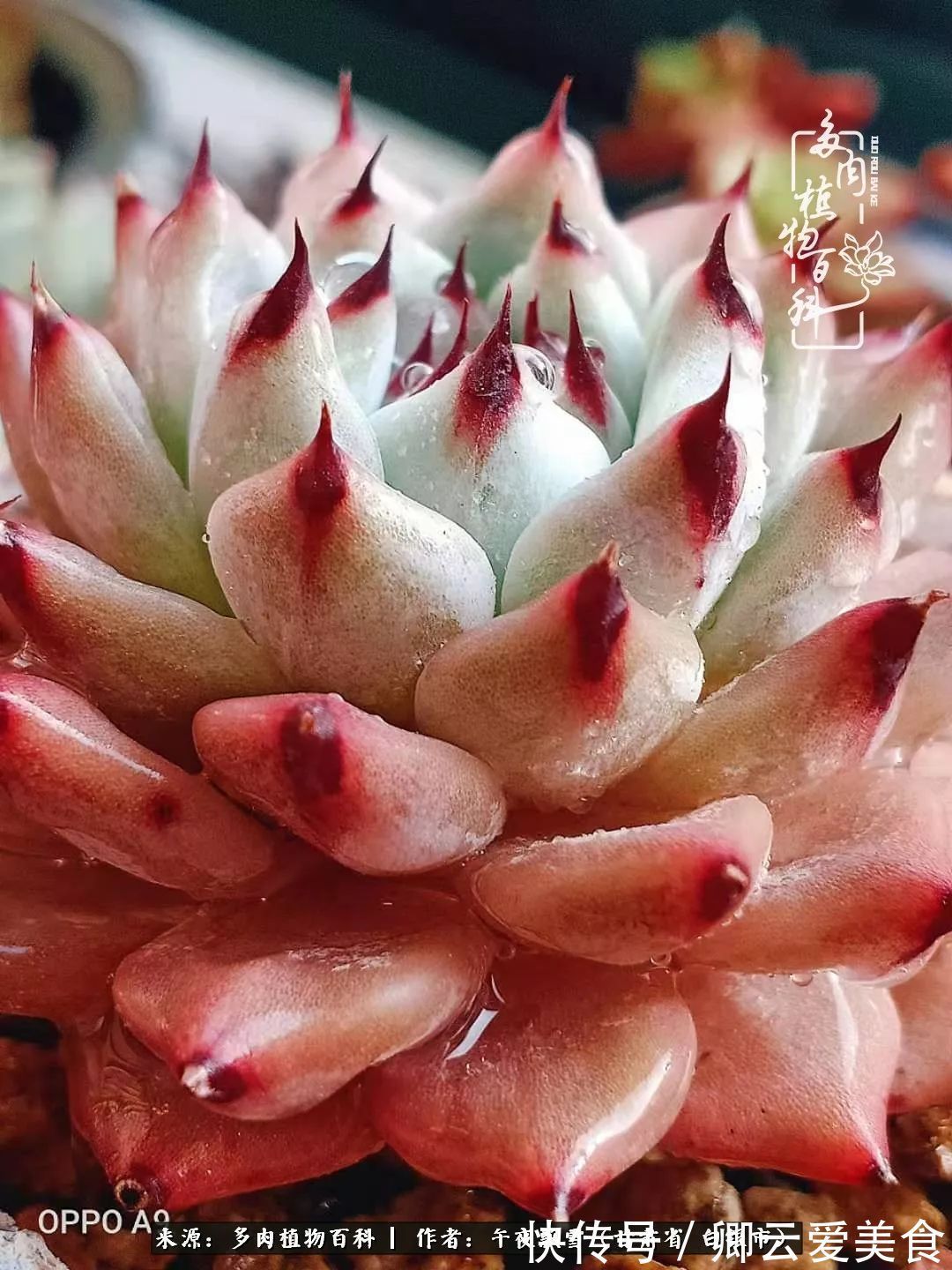 久在晴冬等雪来——北方阳台党的多肉成长历程!