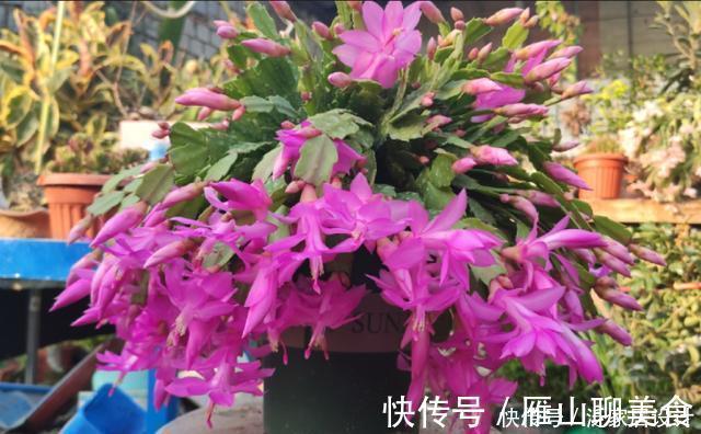 蟹爪兰想四季开花?1个“小开关”要知道,打开不分季节花开不停