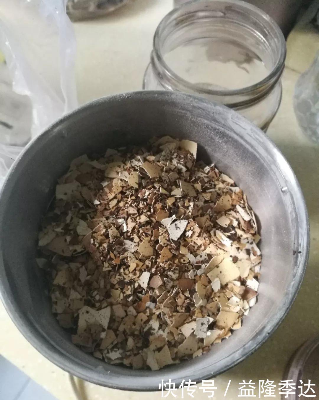 煤渣|家里吃剩的果皮，拿来养花嗖嗖长，不黄叶、开花多